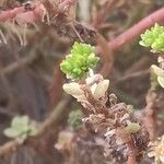 Sedum moranense Leaf