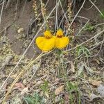 Trimezia juncifolia Flower