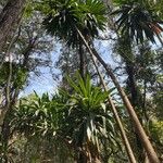Dracaena steudneri Blatt