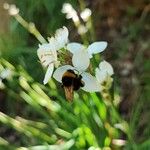 Libertia chilensis Blomst