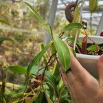 Nepenthes alata Blatt