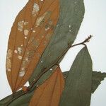 Lueheopsis rosea Други