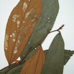 Lueheopsis rosea Diğer