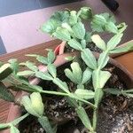 Schlumbergera bridgesii Fulla