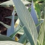 Echium candicans 葉