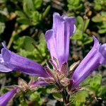 Penstemon davidsonii Kukka