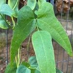 Phaseolus lunatus Leaf