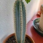 Pilosocereus pachycladus Hostoa