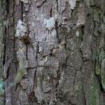 Osodendron altissimum Bark