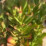 Cotyledon orbiculataഇല