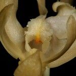 Dendrobium crassifolium 花