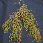 Huperzia verticillata Sonstige