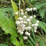 Psychotria baillonii Vrucht