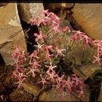 Phlox longifolia Vekstform