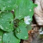 Solanum villosum Other