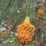 Pinus canariensis Kukka