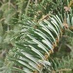 Abies concolor Leaf