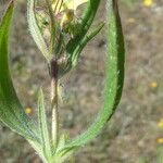 Tuberaria guttata Leht