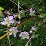 Campanula cervicaria Fleur