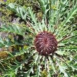 Carlina acanthifolia Habitus