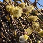 Salix caprea Flower