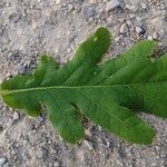 Quercus pyrenaica Fulla