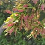 Acer cissifolium Frugt