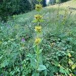 Gentiana lutea Habitus