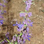 Trichostema parishii Flower