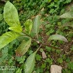 Gynura procumbens Fulla