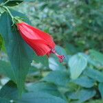 Malvaviscus penduliflorus Flors