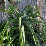 Aloe helenae Hoja