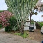 Euphorbia murielii Leaf