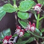 Lonicera alpigena Цвят