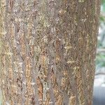 Adansonia madagascariensis 樹皮