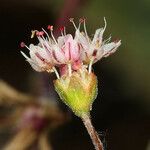 Eriogonum angulosum Květ
