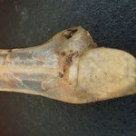 Isoetes setacea Likasa