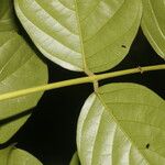 Lonchocarpus macrophyllus Flower