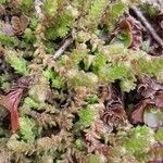 Sedum acre Costuma