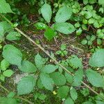 Rubus questieri その他の提案