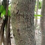 Mangifera indica 树皮