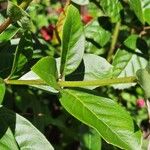 Rotheca myricoides पत्ता