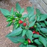 Capsicum frutescens Blad