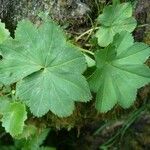 Alchemilla xanthochlora Φύλλο