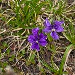 Viola altaica Blomst