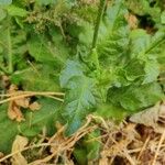 Nicotiana plumbaginifolia Blad