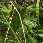 Ranunculus breyninus Fulla