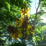 Peltophorum pterocarpum Kvet