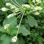 Anthriscus sylvestris Fleur