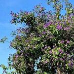 Solanum laciniatum Flower